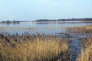 Ginčo dėl patekimo prie tvenkinio Šiaulių rajone imasi teismas