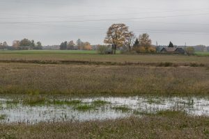 Akmenės pasėlių lauke – kraupus radinys