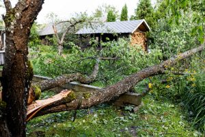 Ugniagesiai toliau šalina audros padarinius – daugiausiai problemų kelia nuvirtę medžiai