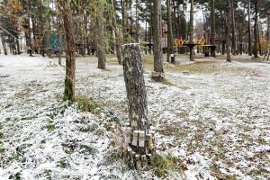 Už nukirstus medžius – 28 eurų bauda