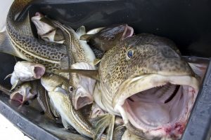 Baltijos jūroje uždrausta komercinė menkių žvejyba