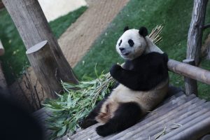 Kinija planuoja išsiųsti daugiau pandų į JAV