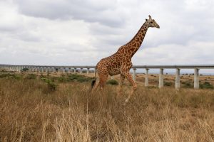 Šiurpu: žirafa sutrypė vienerių metų mergaitę ir jos mamą