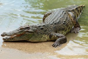 40 krokodilų pražudė į jų aptvarą įkritusį Kambodžos gyventoją 