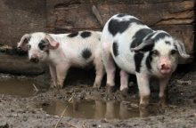 Kiaulių maras: grėsmė iš pasienio nesitraukia