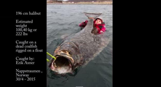 En svenske fanget en fisk som ikke passet i båten i Norge