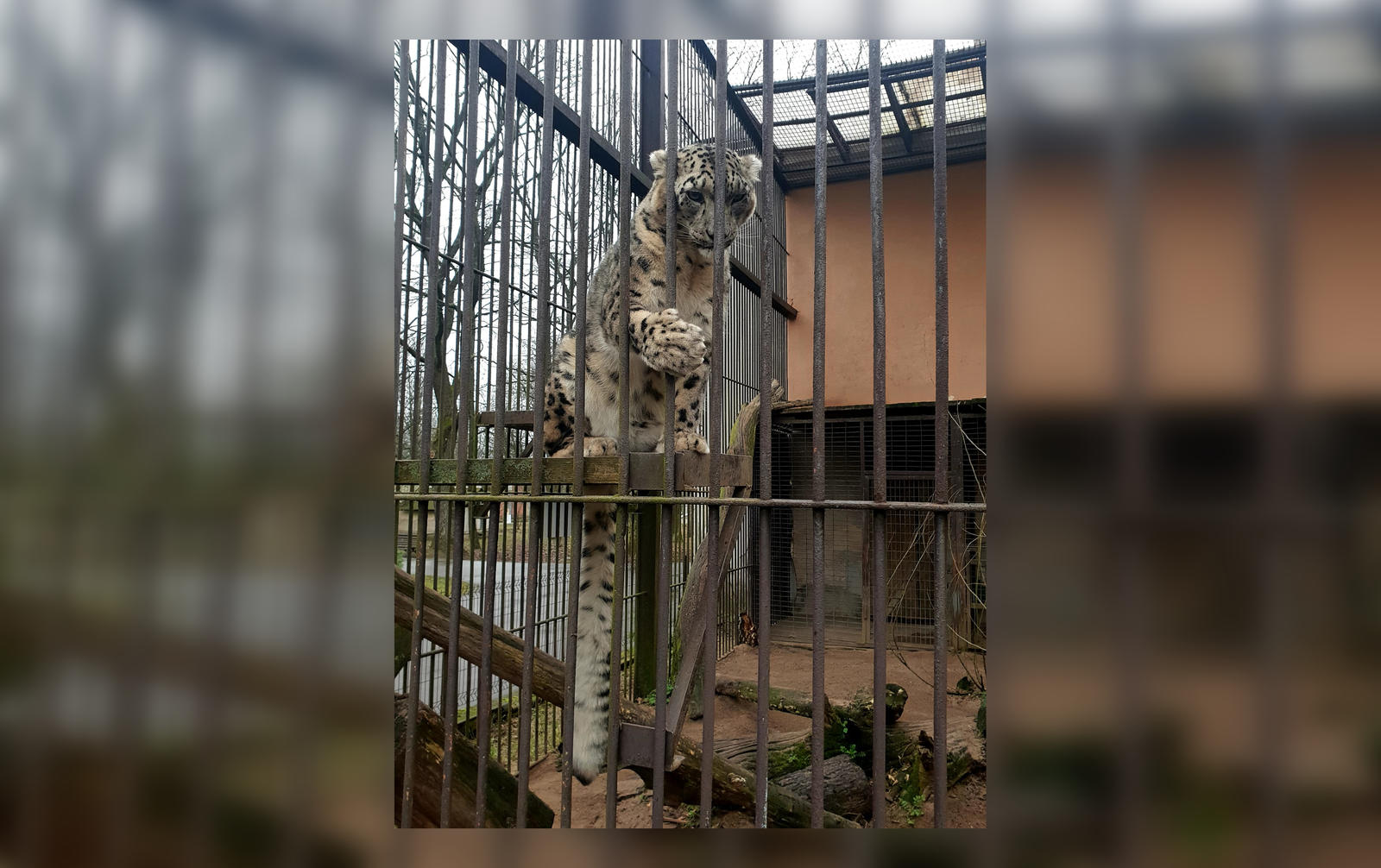 Sugraudino Vaizdas Zoologijos Sode Panasu Kad Leopardas Nebyliai Prasė Pagalbos Kaunodiena Lt