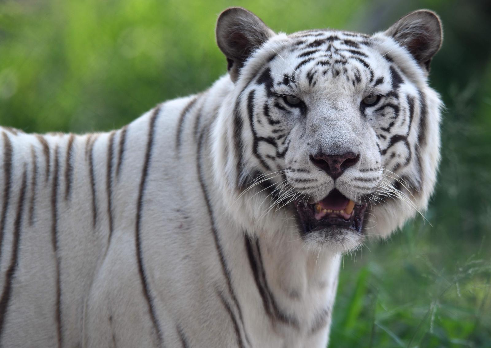 Japonijoje Baltasis Tigras Sudraskė Zoologijos Sodo Priziurėtoja Kaunodiena Lt