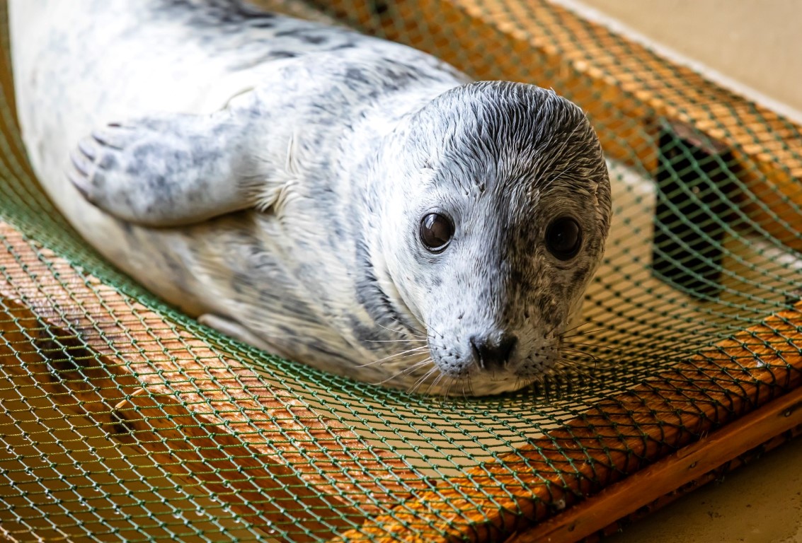 En internasjonal konferanse ved Baltic Sea Animal Rehabilitation Center