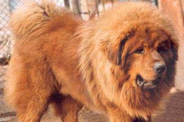 Tibetan mastiff store kaina