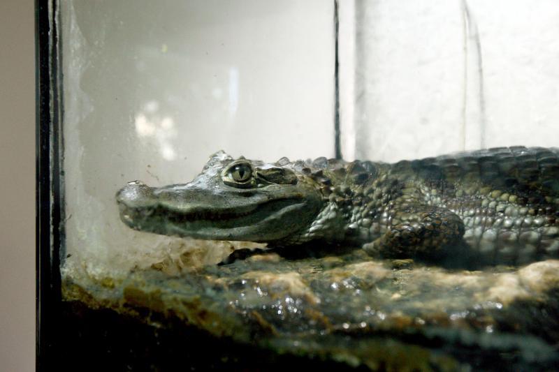 Viengungio Bute Gyvena Aligatorius Gena ėdantis Tik Strimėles Kaunodiena Lt