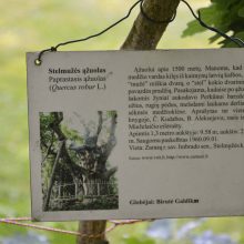 Garsi antropologė B. Galdikas Kaune aplankė savo globojamą ąžuolyną