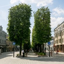 Rekonstruotą Laisvės alėjos dalį darko nudžiūvę augalai