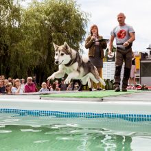 Pirmasis šunų šuolių į vandenį turnyras Lietuvoje: kova buvo įtempta