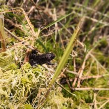 Raudonpilvės kūmutės ir baliniai vėžliai – iš Lietuvos zoologijos sodo į Dzūkiją