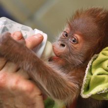 Berlyno zoologijos sodo žvaigždė orangutanė Riekė iškeliauja į Angliją 