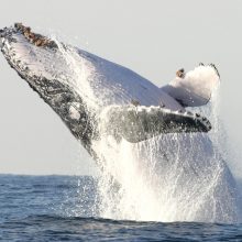Banginių medžiotojų pergalė: Atlanto banginių draustinio nebus