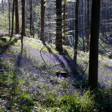 Pasakiškas Belgijos miškas tampa savo grožio auka