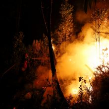 Portugalijoje – didžiulis miško gaisras, žuvo 62 žmonės 