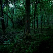 ES padavė Lenkiją į teismą dėl reliktinio miško kirtimo