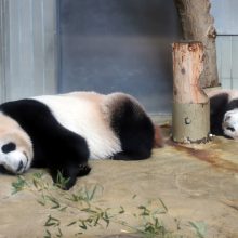 Mažylė panda pirmą kartą debiutavo prieš kameras