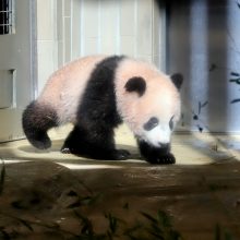 Mažylė panda pirmą kartą debiutavo prieš kameras