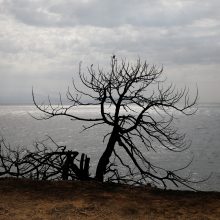 Pražūtingi gaisrai Graikijoje: nelaimės aukų padaugėjo iki 79