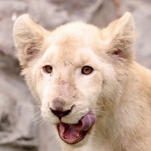 Zoologijos sode pristatyti du itin retų baltųjų liūtų jaunikliai