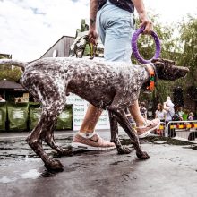 Pirmasis šunų šuolių į vandenį turnyras Lietuvoje: kova buvo įtempta