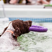 Pirmasis šunų šuolių į vandenį turnyras Lietuvoje: kova buvo įtempta