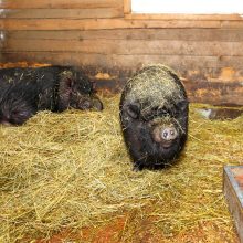 Panika dėl maro: Lietuvos zoologijos sode gali nebelikti vietnamietiškų kiaulių