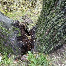 Per plauką nuo nelaimės: virsdamas medis vos nesužalojo klaipėdiečių