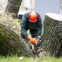 Per plauką nuo nelaimės: virsdamas medis vos nesužalojo klaipėdiečių