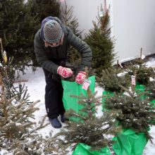 Tikros eglutės paieškos: reikia pigesnės, gražios ir talpinančios daug dovanų