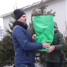 Tikros eglutės paieškos: reikia pigesnės, gražios ir talpinančios daug dovanų