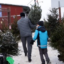 Tikros eglutės paieškos: reikia pigesnės, gražios ir talpinančios daug dovanų