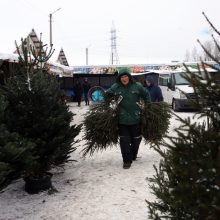 Tikros eglutės paieškos: reikia pigesnės, gražios ir talpinančios daug dovanų