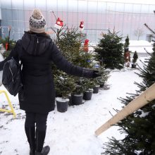 Tikros eglutės paieškos: reikia pigesnės, gražios ir talpinančios daug dovanų