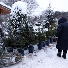 Tikros eglutės paieškos: reikia pigesnės, gražios ir talpinančios daug dovanų