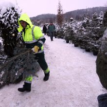 Tikros eglutės paieškos: reikia pigesnės, gražios ir talpinančios daug dovanų