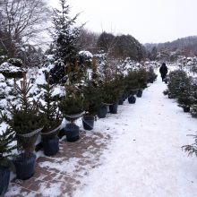 Tikros eglutės paieškos: reikia pigesnės, gražios ir talpinančios daug dovanų