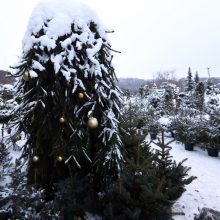 Tikros eglutės paieškos: reikia pigesnės, gražios ir talpinančios daug dovanų