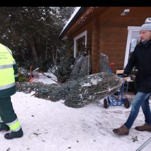 Tikros eglutės paieškos: reikia pigesnės, gražios ir talpinančios daug dovanų