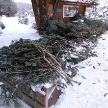 Tikros eglutės paieškos: reikia pigesnės, gražios ir talpinančios daug dovanų