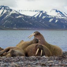 Fauna: „Mums labai pasisekė, kad atžaloms galėjome parodyti laukinę gamtą, natūralioje aplinkoje gyvenančius retus gyvūnus“, – sako R.Hegland. Svalbarde netrukdomai plaukioja banginiai ir jūrų vėpliai, laigo poliarinės lapės ir šiaurės elniai.