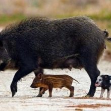 Nustatytas dar vienas AKM protrūkis kiaulių laikymo vietoje