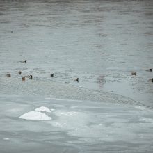 Suskaičiavo, kiek ir kokių vandens paukščių žiemoja Kaune
