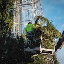 Kalėdinė eglutė Kauno Rotušės aikštėje įgauna formą