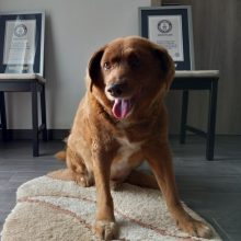 Bobi iš Portugalijos neteko seniausio pasaulio šuns titulo