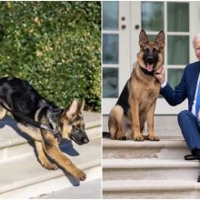 J. Bideno šuo įkando dar vienai Slaptosios tarnybos pareigūnei